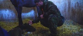ЧЕЧНЯ. Рамзан Кадыров посетил ипподром в Гудермесе