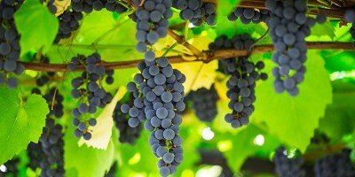 ЧЕЧНЯ. В 2020 году в Чеченской Республике заложено 20% от общего объема виноградных насаждений