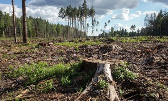 ЧЕЧНЯ. В Чеченской Республике выявлен факт незаконной вырубки леса