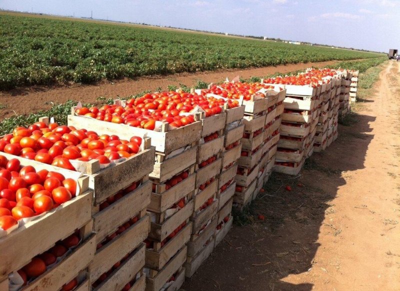 КБР. В Кабардино-Балкария объем производства продукции сельского хозяйства вырос на 10%