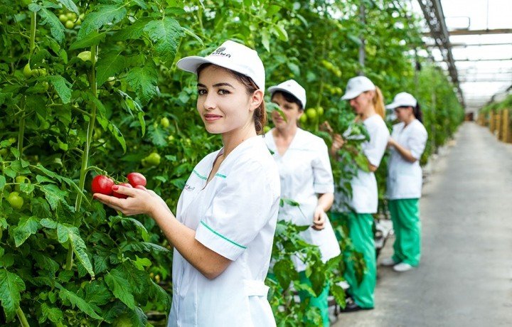 КЧР. Карачаево-Черкесия входит в десятку регионов, лидирующих по производству тепличных овощей по стране