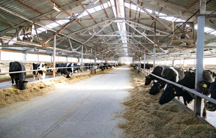 КЧР. Производство молока в Карачаево-Черкесии увеличилось на 3% за год