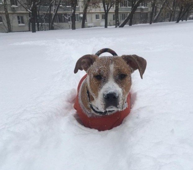 «Снежный апокалипсис» в Москве: последствия снегопада глазами пользователей соцсетей