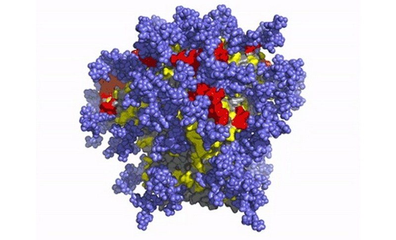 Ученые успешно активировали иммунитет от ВИЧ