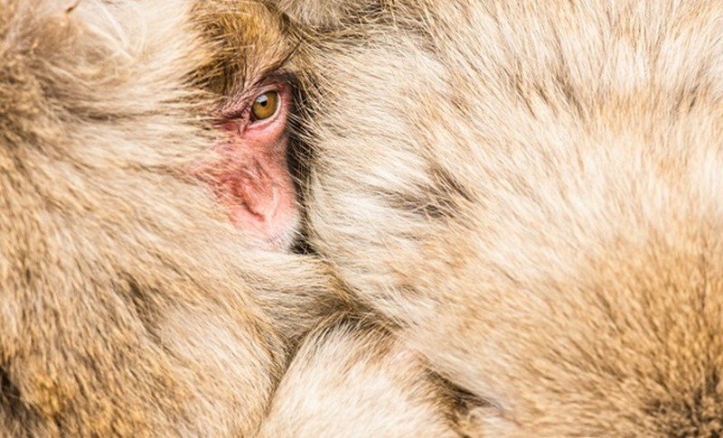 В США закончились лабораторные обезьяны для испытаний вакцин он коронавируса