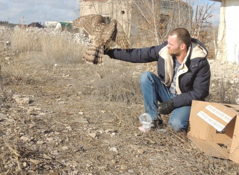 АСТРАХАНЬ. В Астраханской области мужчина спас дикого ястреба-тетеревятника