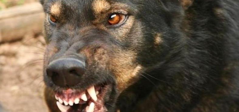 ЧЕЧНЯ. В Грозном мальчик попал в больницу после нападения бродячих собак