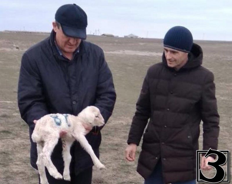 ДАГЕСТАН. В овцеводческих хозяйствах Дагестана родились 376 тысяч ягнят