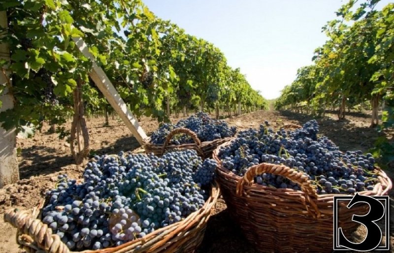 ДАГЕСТАН. Виноградная отрасль приносит около 6% налоговых отчислений в республиканский бюджет
