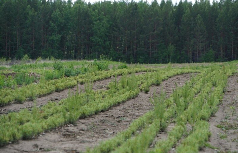 ИНГУШЕТИЯ. В Ингушетии и КЧР в 2020 году меньше всего по стране провели лесовосстановительные работы