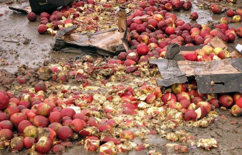 ИНГУШЕТИЯ. В Сунженском районе Ингушетии уничтожили партию яблок из Польши