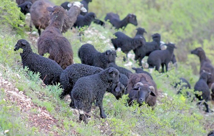 КЧР. «Дамате» начала поставку овец по гранту в фермерские хозяйства Карачаево-Черкесии