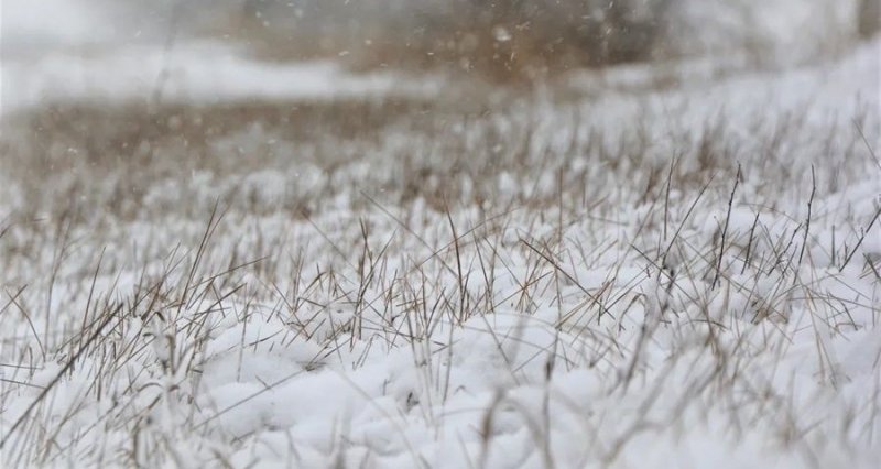 КРЫМ. Снегопады в Крыму уберегли урожай от вымерзания и обеспечили поля влагой