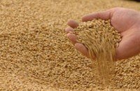 РОСТОВ. В Волгоградской области глава крестьянского фермерского хозяйства не погасил карантинный сертификат на пшеницу