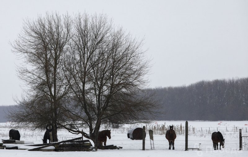 СТАВРОПОЛЬЕ. Эксперт объяснил пользу снегопадов на Ставрополье для урожая