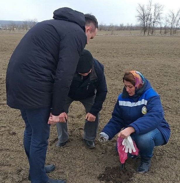 СТАВРОПОЛЬЕ. На полях Ставрополья взошли озимые культуры