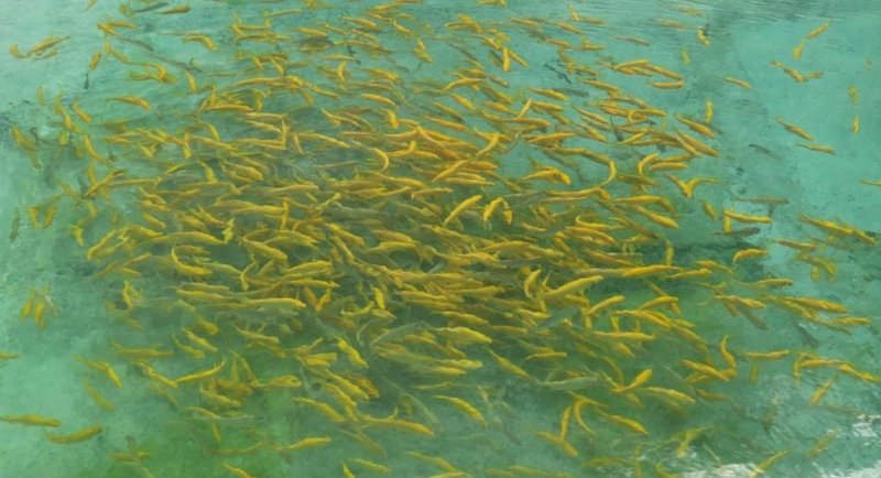СТАВРОПОЛЬЕ. Старейшая форелевая ферма Кисловодска производит до 30 тонн живой рыбы