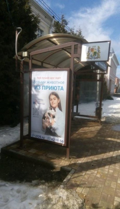 СТАВРОПОЛЬЕ. В городе Ставрополе работает всероссийская программа для безнадзорных животных