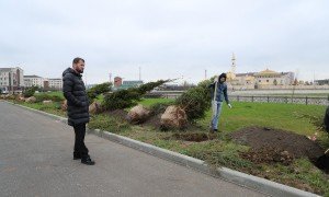 ЧЕЧНЯ. Экологическая акция по посадке саженцев под руководством министра культуры