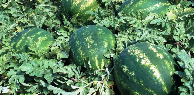 ЧЕЧНЯ. В Чеченской Республике ежегодно растет урожай бахчевых культур