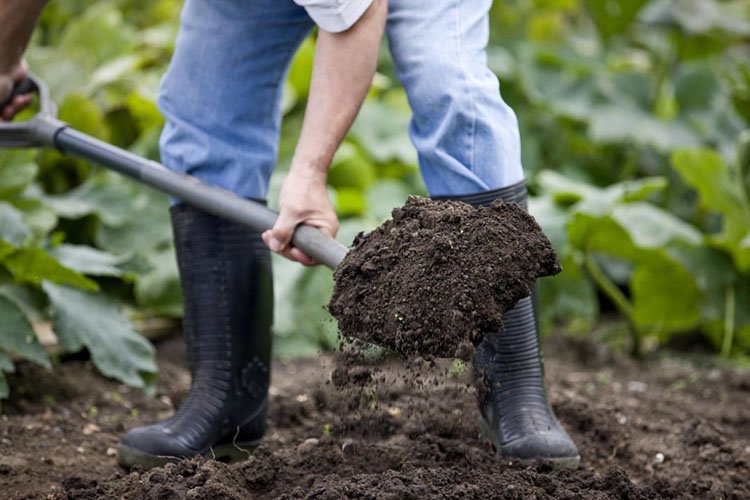 ЧЕЧНЯ. Землепользоватей ЧР обязали проводить агрохимический анализ почвы 