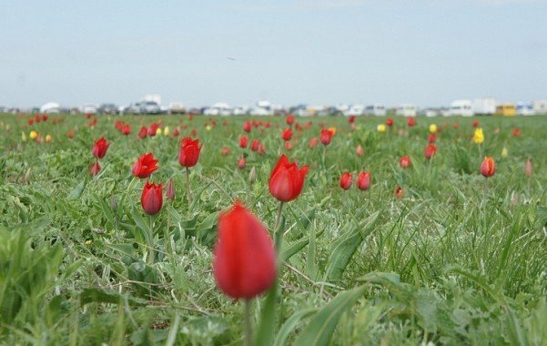 КАЛМЫКИЯ. На Фестивале тюльпанов 2021