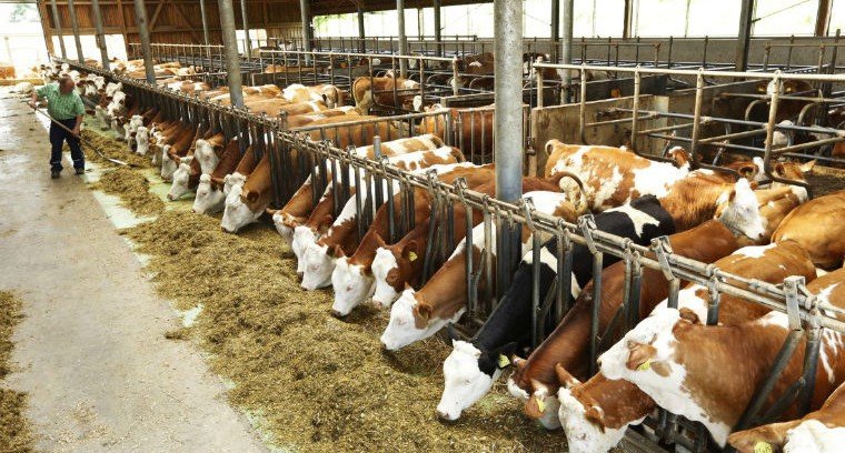 КЧР. Аграрии Карачаево-Черкесии могут получить субсидии на развитие мясного животноводства