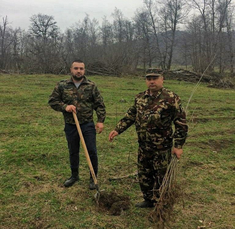 С. ОСЕТИЯ. В Чиколе высадили саженцы дуба в память о Герое Советского Союза Алихане Макоеве