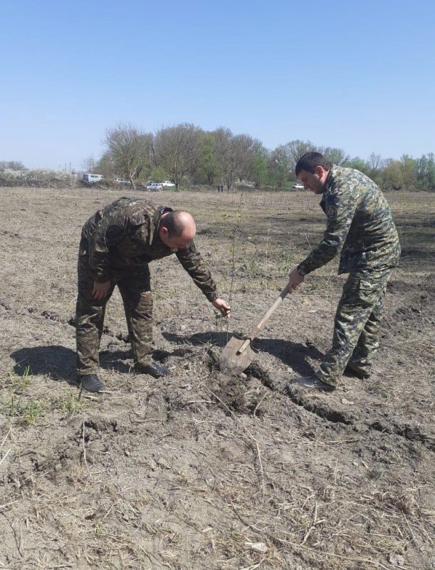 С. ОСЕТИЯ. В Моздоке следователи СК РФ приняли участие в высадке саженцев деревьев в память участников ВОВ