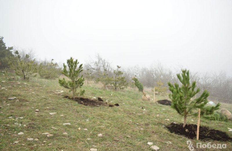 СТАВРОПОЛЬЕ. На вершине Машука высадили 20 крымских сосен