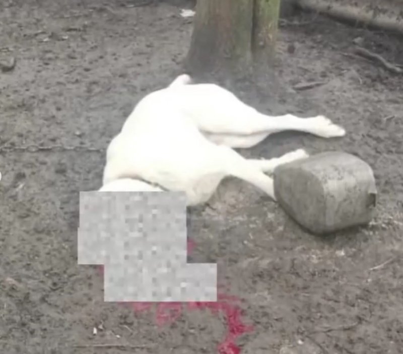 СТАВРОПОЛЬЕ. Ставрополец хладнокровно застрелил собаку и выложил видео в сеть