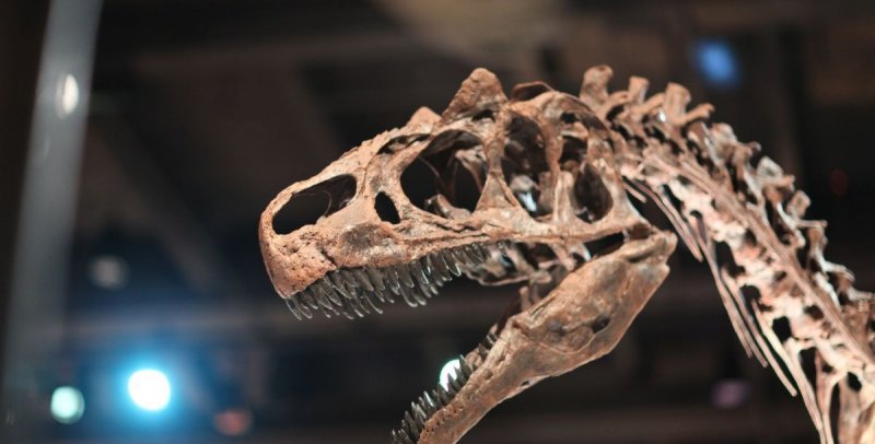 Ученые подсчитали, сколько тираннозавров было на планете