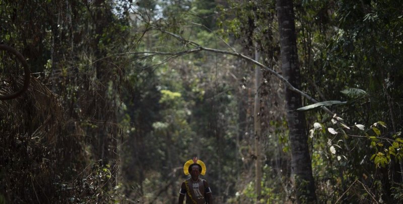 Ученые раскрыли тайну появления тропических амазонских лесов