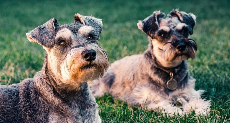 Ученые выяснили, умеют ли собаки ревновать