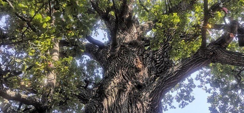 ЧЕЧНЯ. Историческое дерево из Чеченской Республики участвует в конкурсе «Российское дерево года 2021»