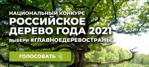 ЧЕЧНЯ. Историческое дерево из Чеченской Республики, при поддержке жителей региона, может стать главным деревом года в России
