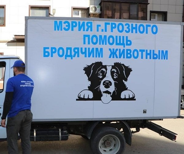 ЧЕЧНЯ. В Грозном создана служба по отлову бездомных животных
