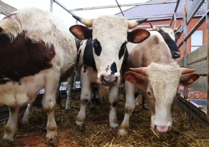 ЧЕЧНЯ. Жителям различных городов и районов ЧР переданы 76 коров и 58 овец от Фонда Кадырова