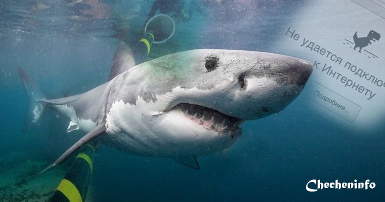 Интернет приходится защищать от… нападений акул