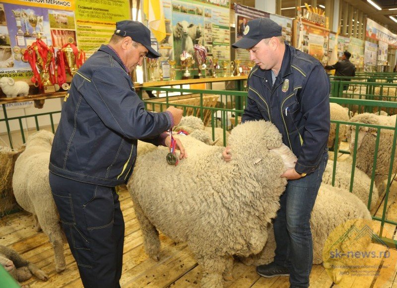 КБР. В Минводах в российской выставке племенных овец и коз примет участие 21 регион