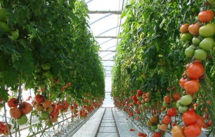 КЧР. Карачаево-Черкесия вошла в десятку регионов-лидеров по производству тепличных овощей