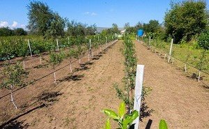 КЧР. В Карачаево-Черкесии определены победители конкурсного отбора на получение гранта на закладку сада интенсивного типа на личных подворьях