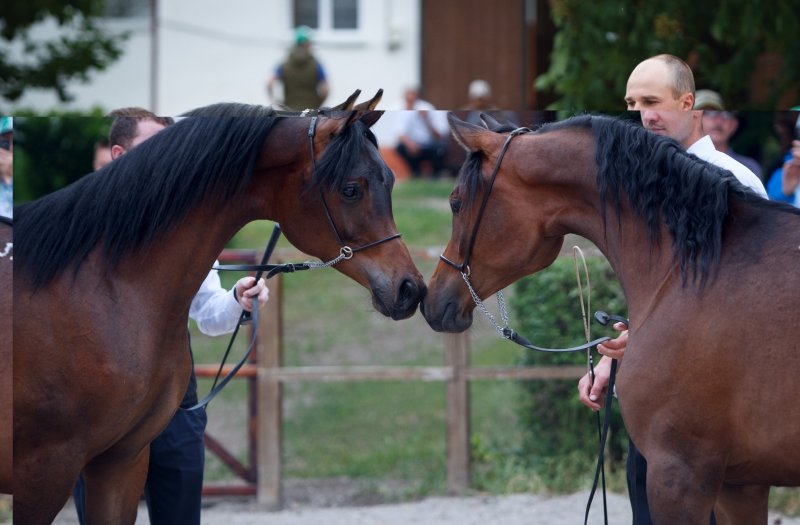 СТАВРОПОЛЬЕ. Гости Ставропольского края смогут оседлать чистокровных арабских лошадей