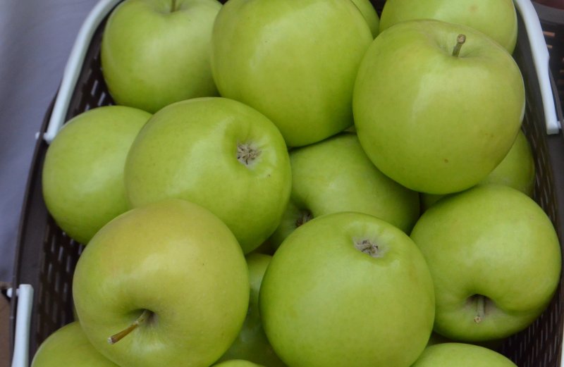 СТАВРОПОЛЬЕ. Круглогодичную поставку яблок по России готовы обеспечить ставропольские садоводы