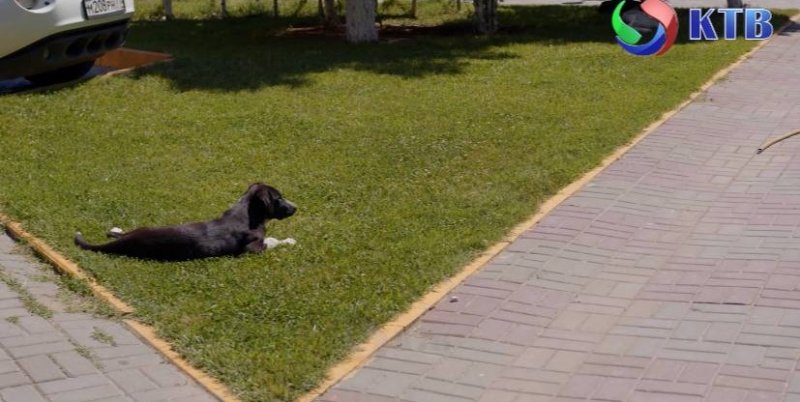 ДАГЕСТАН. Администрация Каспийска в последнее время обеспокоена растущим числом бродячих собак