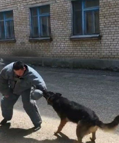 КАЛМЫКИЯ. Сегодня, в свой профессиональный праздник, кинологи республиканского МВД посетили профильный отряд лагеря дневного пребывания "Планета детства" на базе МБОУ "СОШ 23".