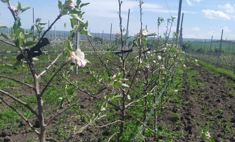 СТАВРОПОЛЬЕ. 135 га яблоневых садов заложили в Предгорном округе на Ставрополье