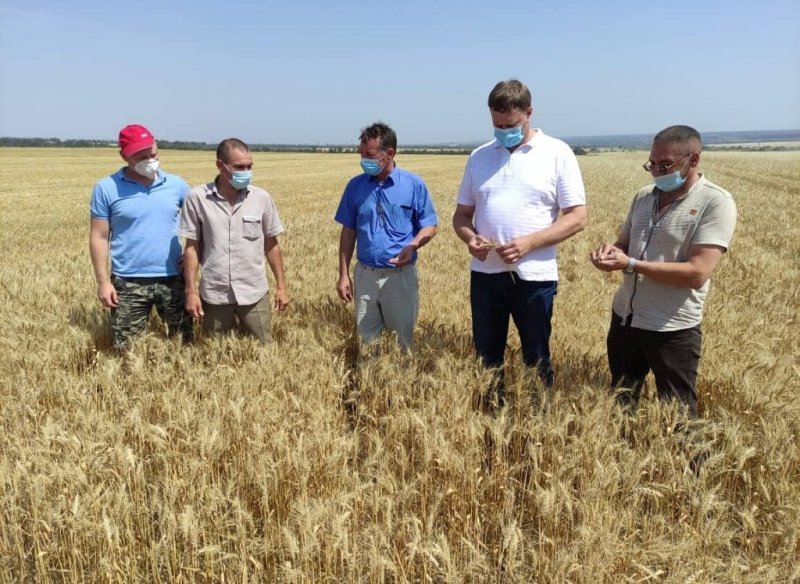 СТАВРОПОЛЬЕ. Благодарненский городской округ приступил к уборке зерновых культур урожая 2021 года