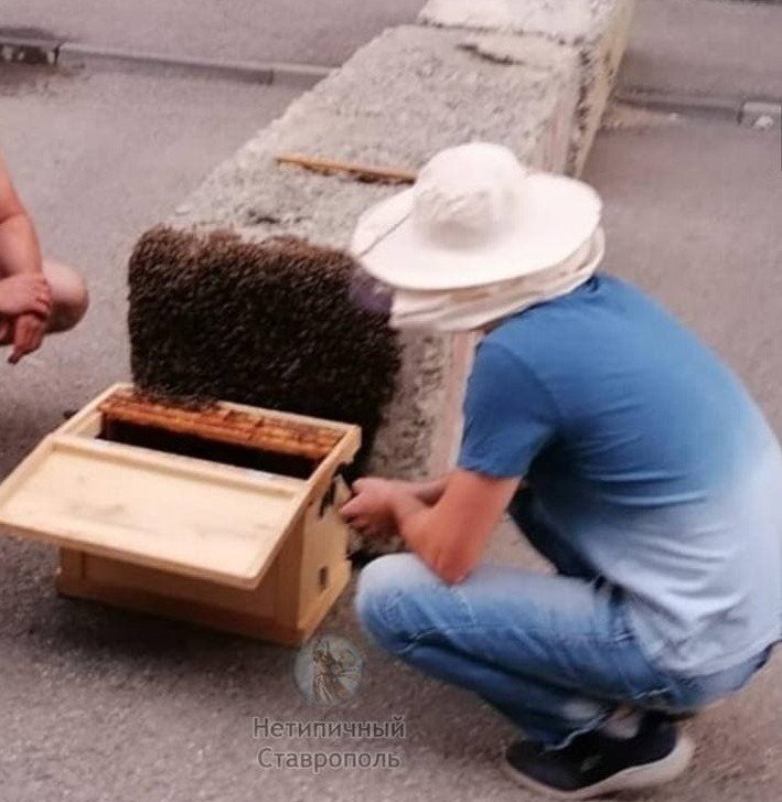 СТАВРОПОЛЬЕ. Специалисты объяснили причины роения пчёл в Ставрополе