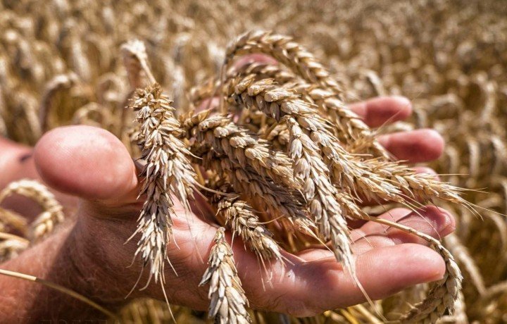 СТАВРОПОЛЬЕ. В Ипатовском округе готовятся к сбору зерновых культур